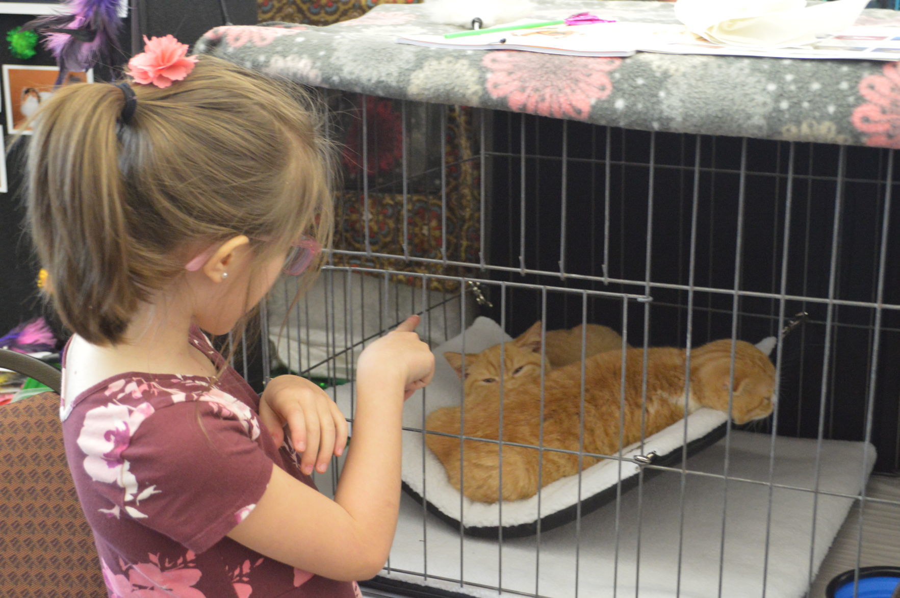 Longview Cat Show 2019